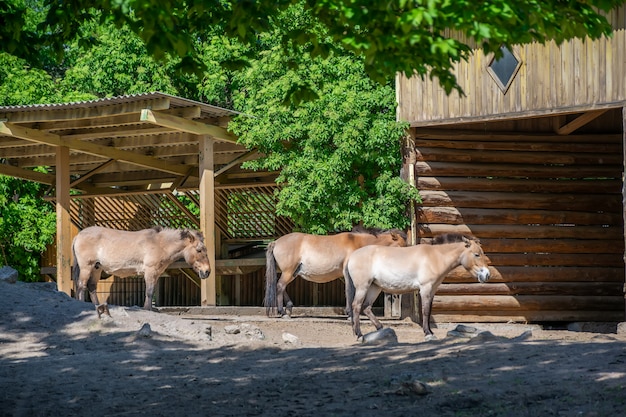 Un troupeau de chevaux repose dans le zoo