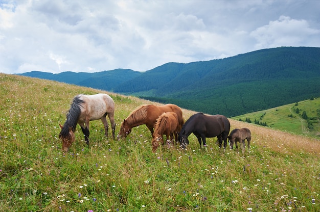 Un troupeau de chevaux sauvages dans les montagnes. Jour d'été.