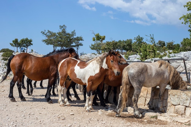 Troupeau de chevaux sauvages à un point d'eau