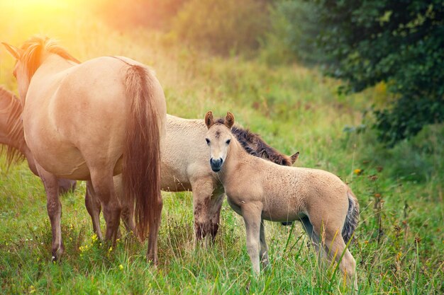 Troupeau de chevaux sauvages sur le pré au coucher du soleil