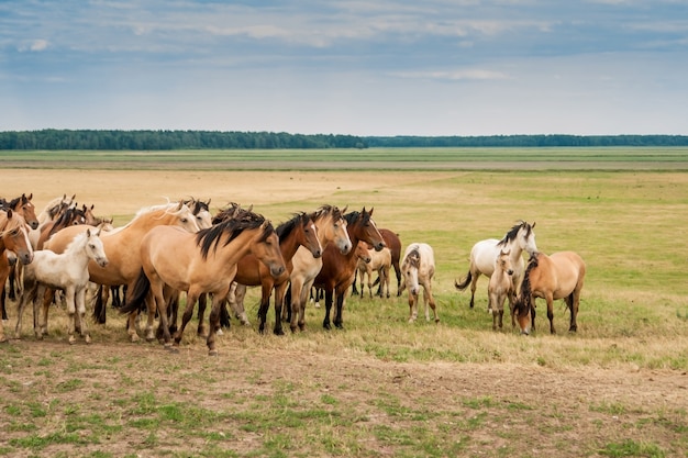 Troupeau de chevaux sur le terrain