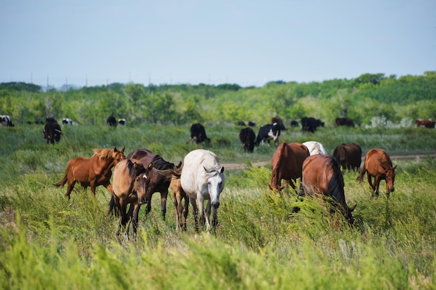 Troupeau de chevaux et troupeau de vaches en arrière-plan paissent dans le pré