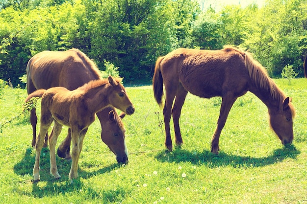 Troupeau de chevaux