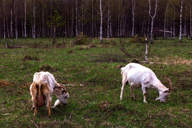 Un troupeau de chèvres apparaît dans le champ