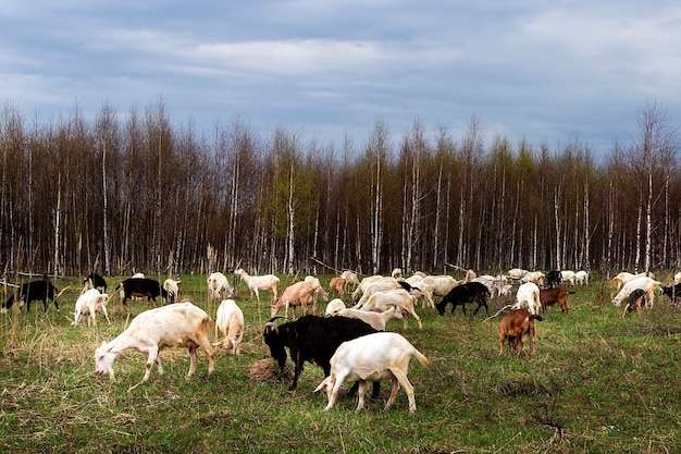 Un troupeau de chèvres apparaît dans le champ