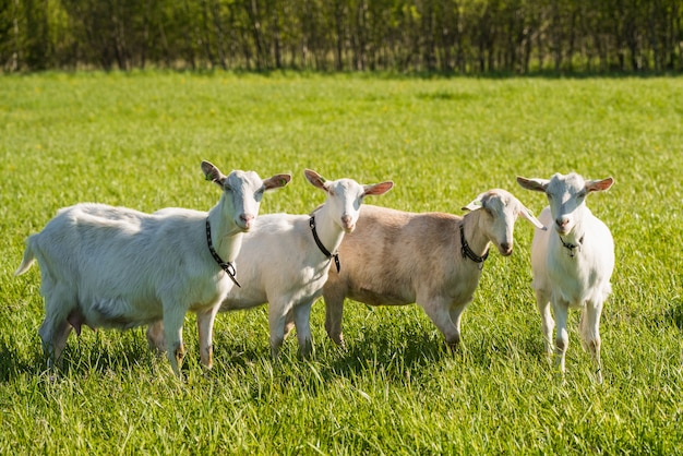 Troupeau de chèvres blanches dans un pré herbeux vert en été