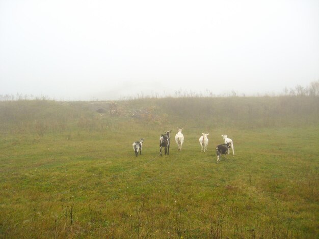 Troupeau de chèvres sur un champ avec un brouillard