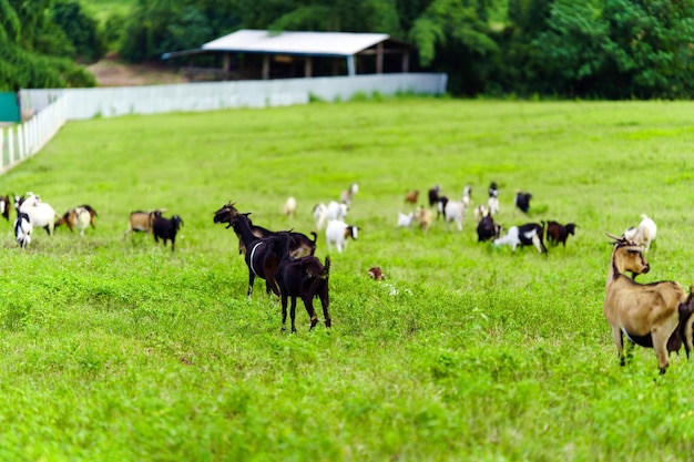 Photo un troupeau de chèvres dans un champ vert en thaïlande rurale
