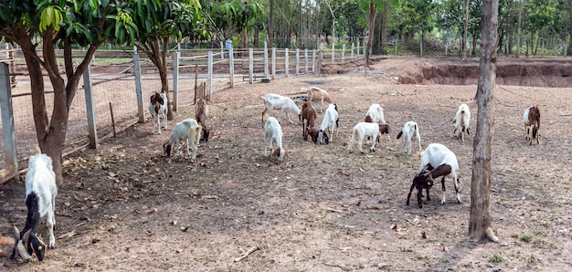 Un troupeau de chèvres à la ferme