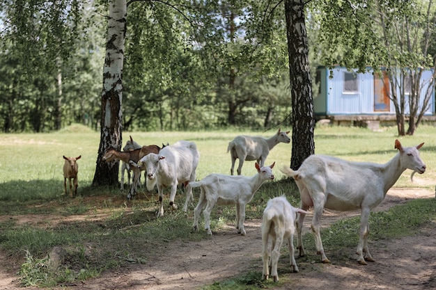 Un troupeau de chèvres à la ferme