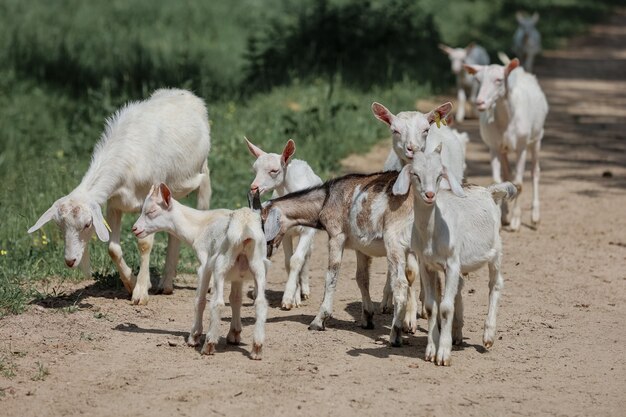 Un troupeau de chèvres à la ferme