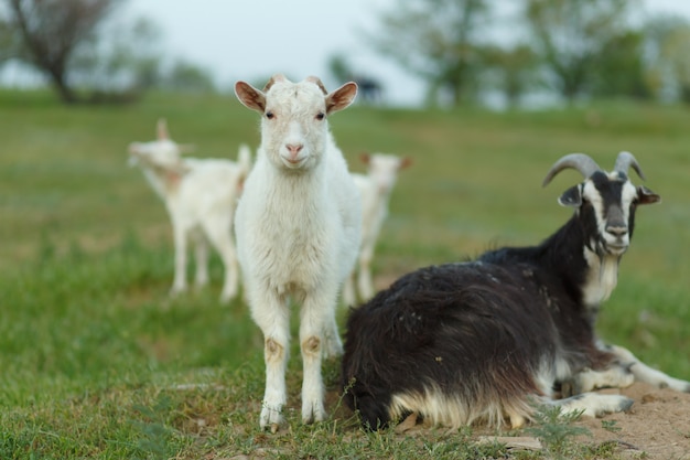 Un troupeau de chèvres marchant sur un pré vert dans une ferme.