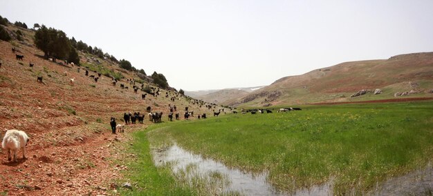 Troupeau de chèvres et de moutons au bord de la rivière