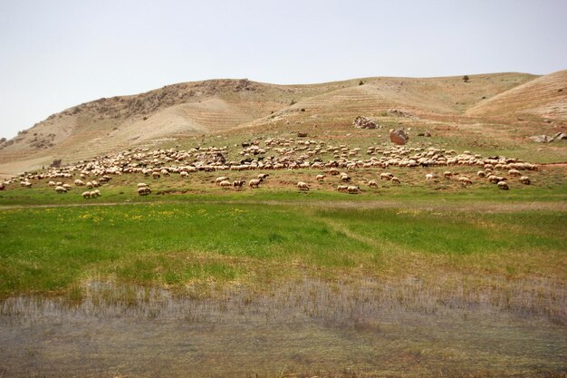 Troupeau de chèvres et de moutons au bord de la rivière