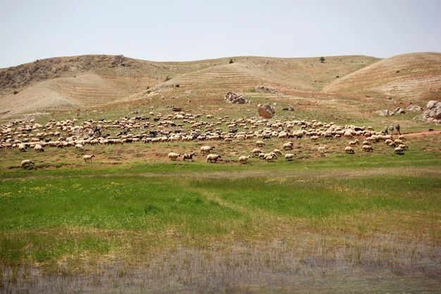 Troupeau de chèvres et de moutons au bord de la rivière