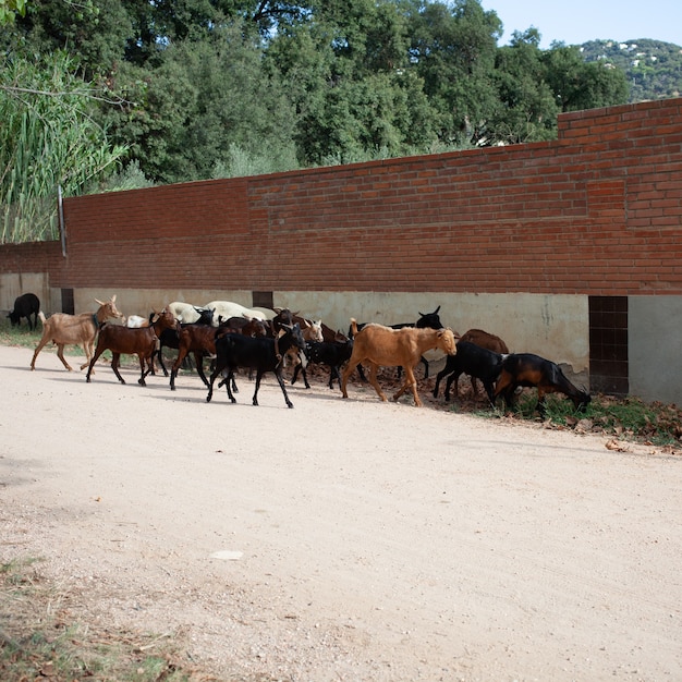 Un troupeau de chèvres et de moutons s'est caché à l'ombre du bâtiment à cause de la chaleur.