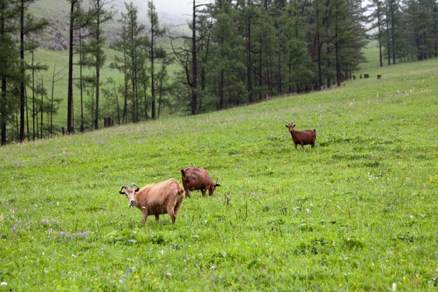 Troupeau de chèvres paissant dans la vallée de l'Orkhlon