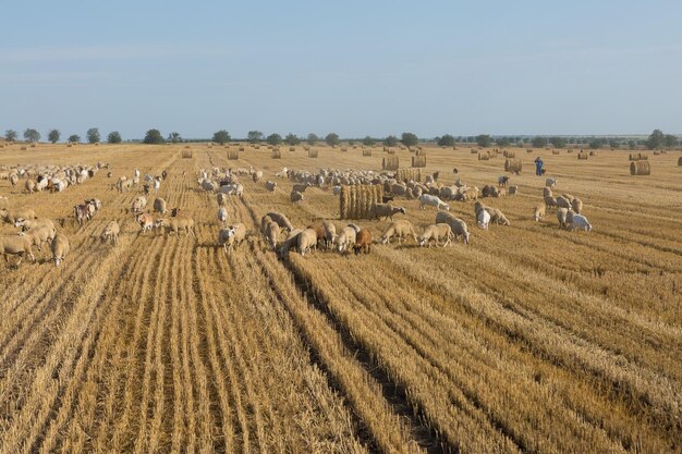 Un troupeau de chèvres paissent sur un champ fauché après la récolte du blé De grosses balles rondes de piles
