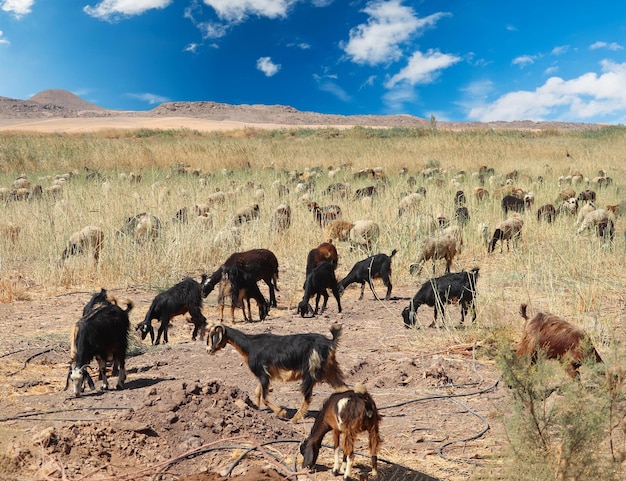 Photo un troupeau de chèvres paissent dans un champ.