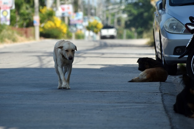 Un troupeau de chiens errants. Chiens de rue dangereux.