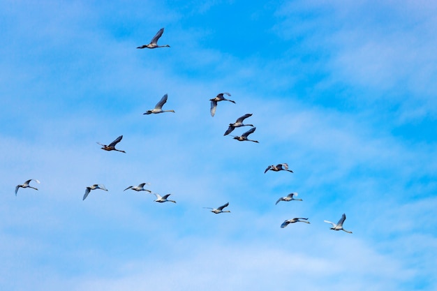 Troupeau de cygnes blancs volants contre le ciel bleu