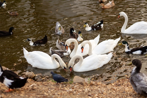 Un troupeau de cygnes et de canards dans un lac de baignade dans un parc de la ville