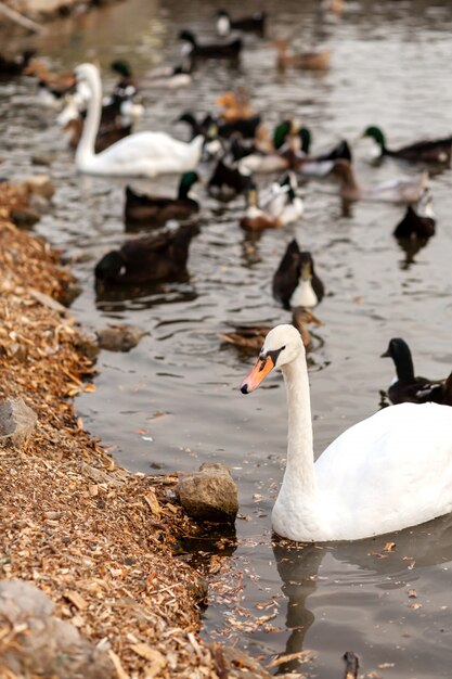 Un troupeau de cygnes et de canards dans un lac de baignade dans un parc de la ville