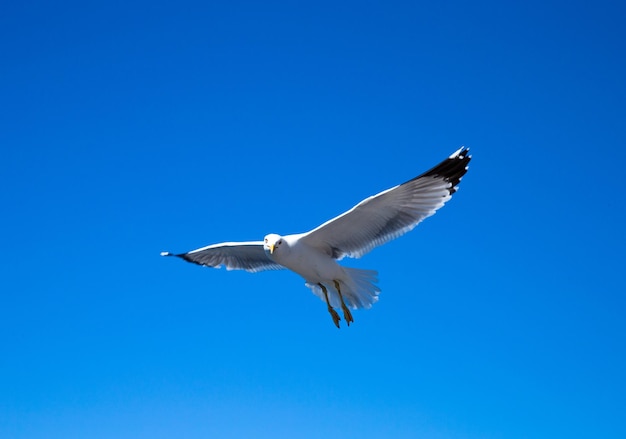 Troupeau dans le ciel