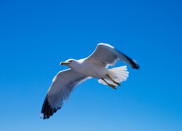 Troupeau dans le ciel