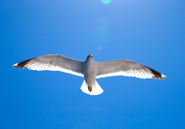 Troupeau dans le ciel