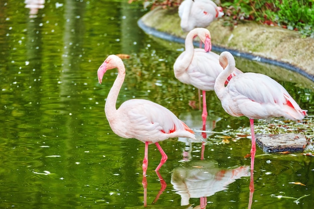 Troupeau du flamant rose dans la nature (Phoenicopterus roseus).