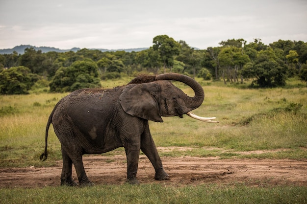 Un troupeau d'éléphants en Afrique se promène dans l'herbe du parc national de Tarangire