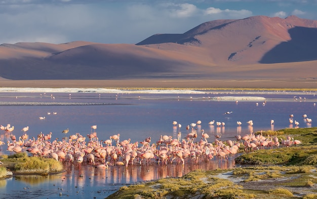 Un troupeau de flamants des Andes dans la Laguna Colorada Potosi Bolivie Amérique du Sud