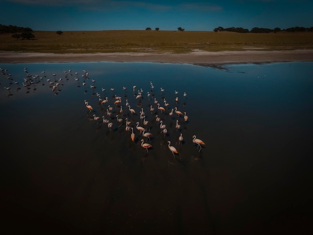 Troupeau de flamants roses dans la Pampa Saline Vue aérienne de la province de La Pampa Patagonie Argentine