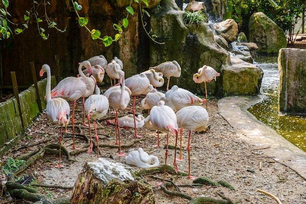 Troupeau de flamants roses dans le zoo