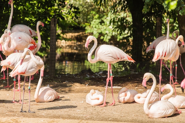 Troupeau de flamants roses, joli gros oiseau rose, animal dans l'habitat naturel