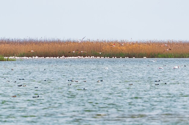 Troupeau de flamants roses sur le lac