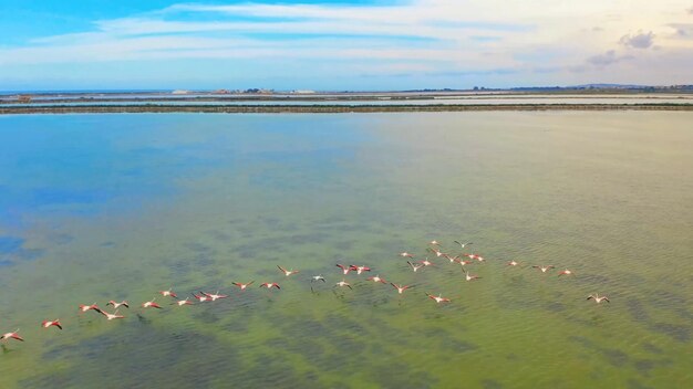 Un troupeau de flamants roses nage dans un lac avec un ciel bleu en arrière-plan.