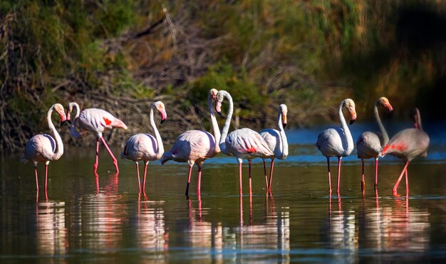 Photo un troupeau de flamants roses phoenicopterus dans l'étang de la camargue, en france