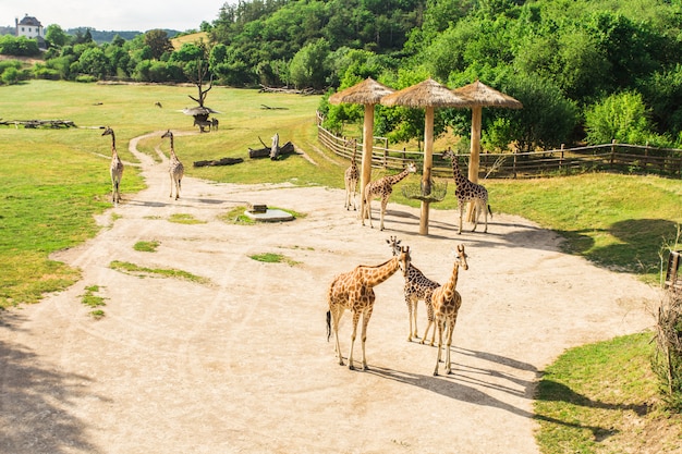 Troupeau de girafes au zoo