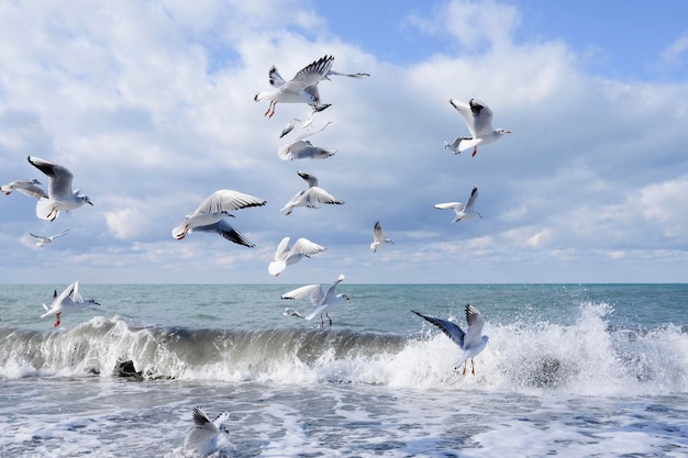 Un troupeau de goélands blancs vole dans le ciel bleu au-dessus de la mer pendant la journée