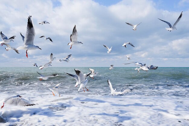 Un troupeau de goélands blancs vole dans le ciel bleu nuageux au-dessus de la mer pendant la journée