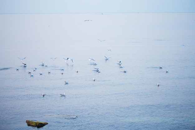 Un troupeau de goélands décolle des rochers près de la mer