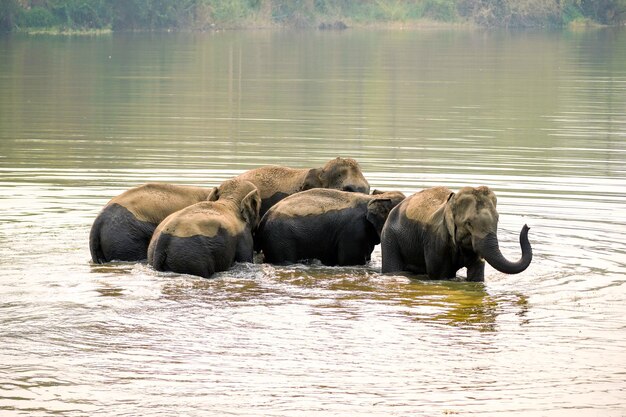 Un troupeau ou un groupe d'éléphants asiatiques se baignent dans la rivière de la forêt dans le parc national du nord