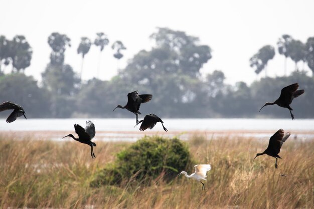 Photo un troupeau d'ibis brillants survolant les champs