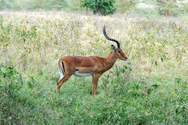 Photo un troupeau d'impala dans l'herbe verte du parc kruger, en afrique du sud