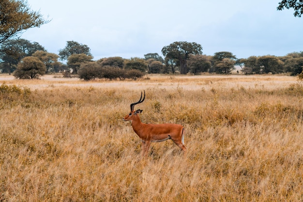 Troupeau d'Impalas sur les prairies du Parc National du Serengeti, African Antilope impala, Arusha, Tanzanie