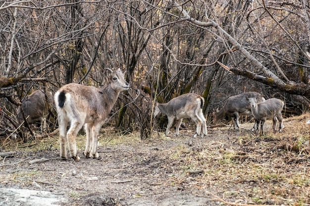 Troupeau de jeunes chamois bruns mangeant de l'herbe