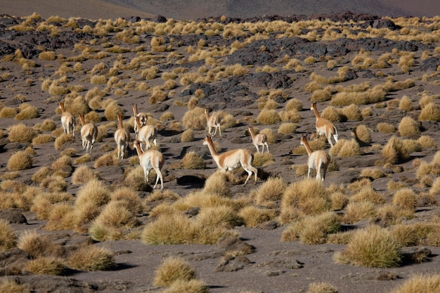 Troupeau de lamas courants en Bolivie