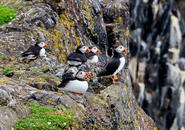 Un troupeau de macareux moine -fratercula arctica- sur une falaise côtière en Ecosse. Ile de mai